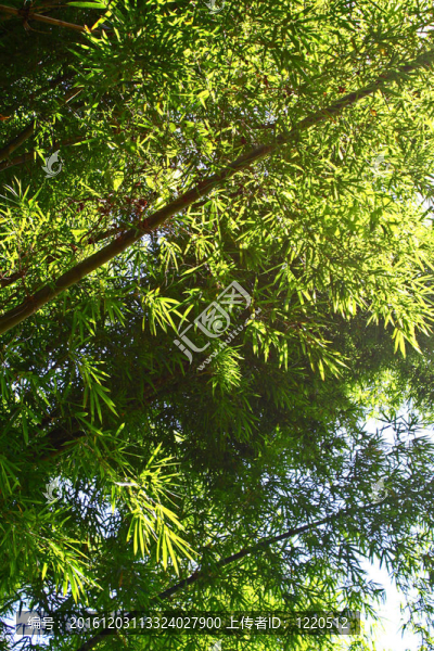 竹林