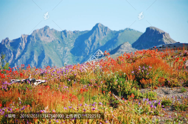 野花草地