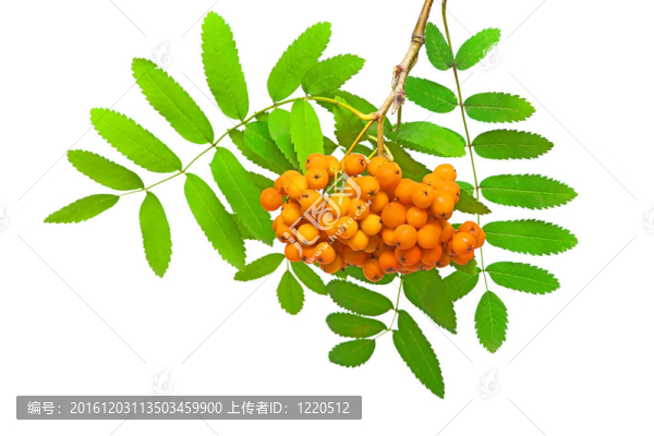 一束花楸漿果