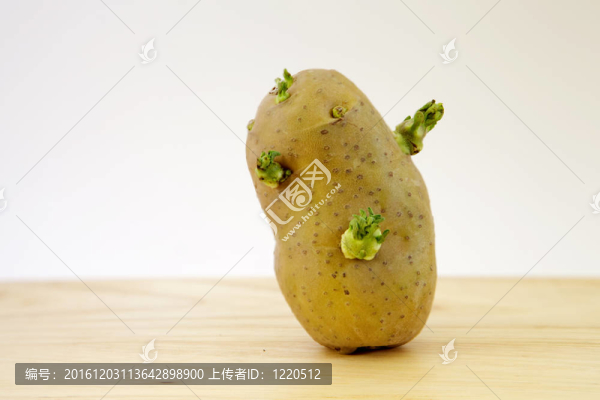 發(fā)芽的馬鈴薯塊莖放大圖