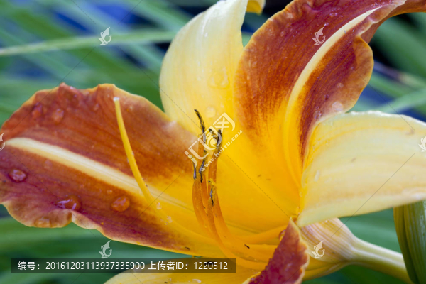 Tiger,lily。