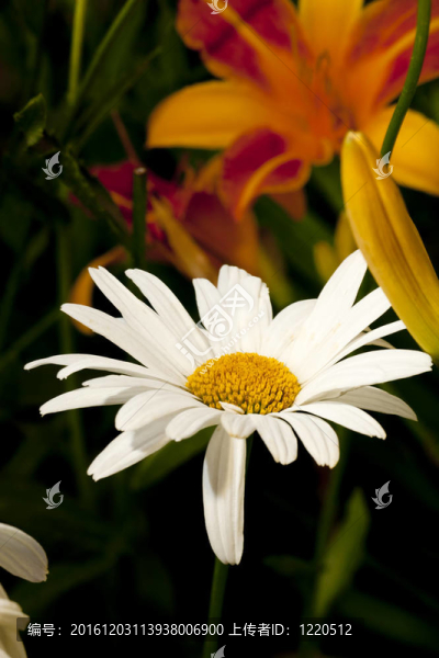 七彩百合和菊花。