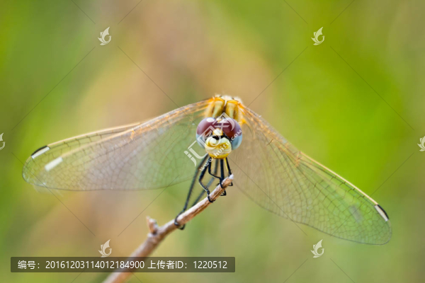 蜻蜓（sympetrum,SP）