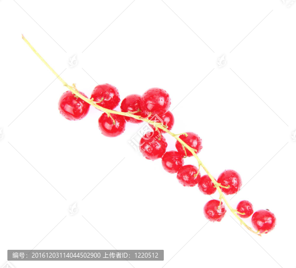 紅醋栗