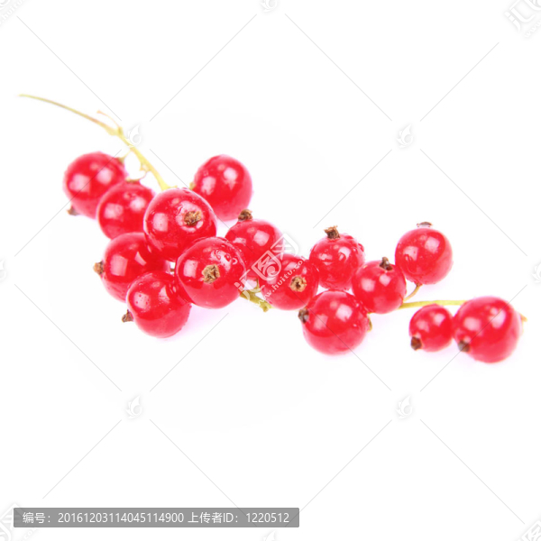 紅醋栗