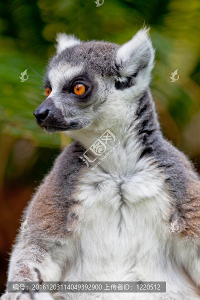環(huán)尾狐猴；Lemur,catta