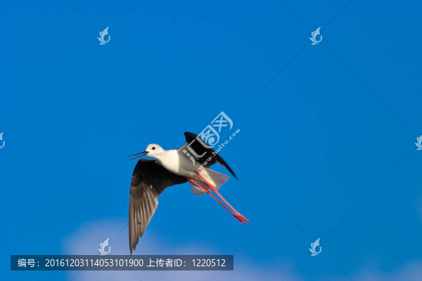 黑翅長腳鷸