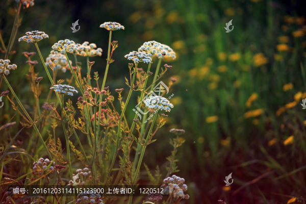 黃昏的歐洲草地