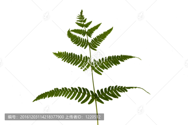 白色背景上的蕨類綠葉