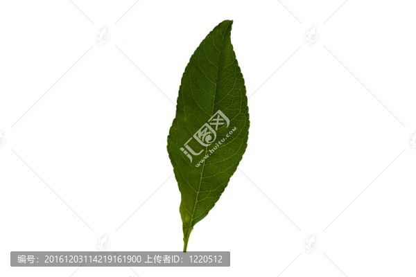 白色背景上的橘綠色葉子