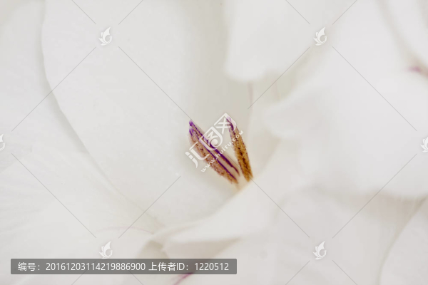 大麗花