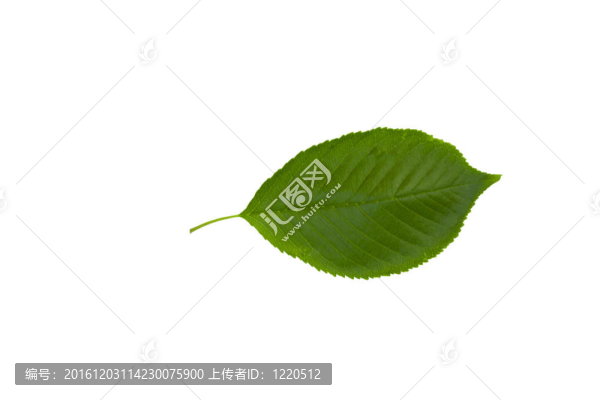 白色背景上的櫻桃綠葉子