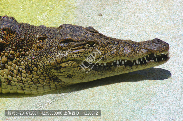 鱷魚