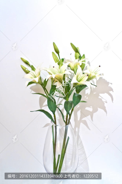 百合白