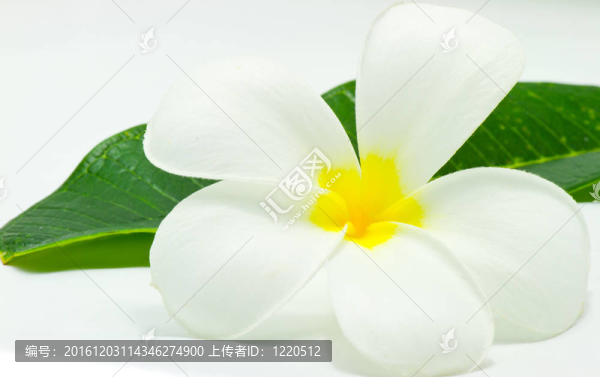 雞蛋花