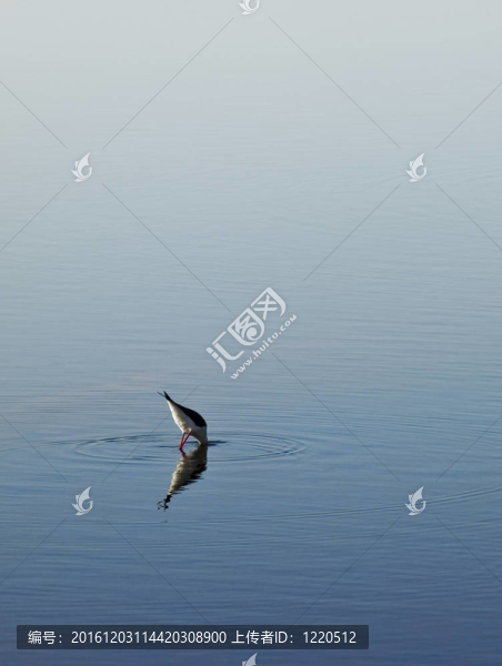 水的鳥