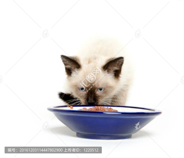 可愛的小貓和食物碗