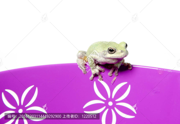 灰樹蛙