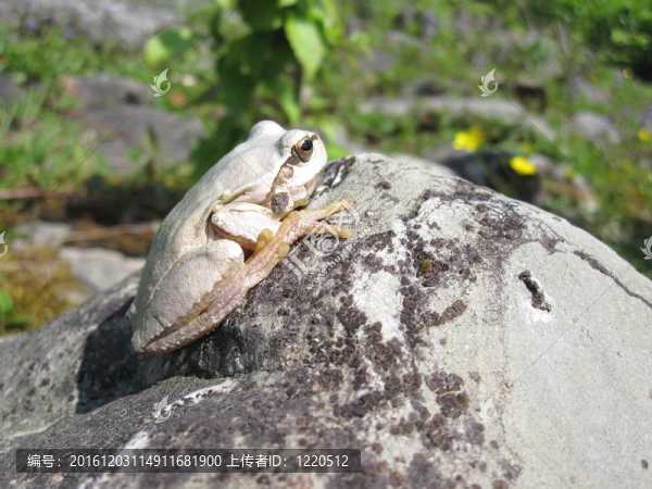 白frog_2