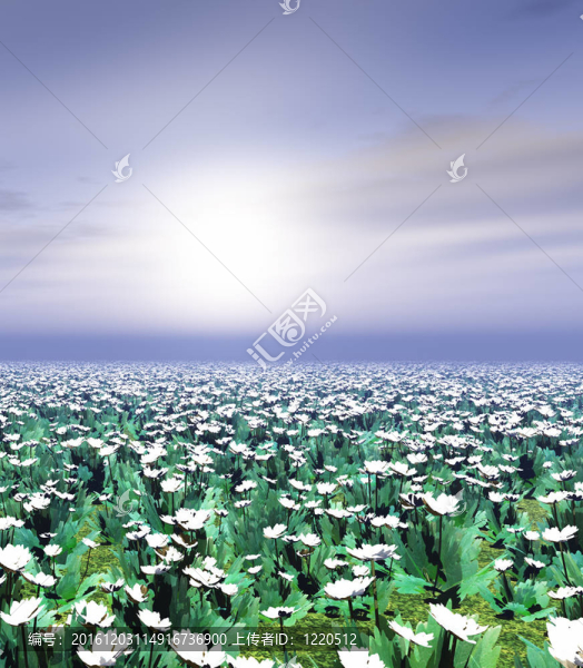 美麗的花朵在夕陽