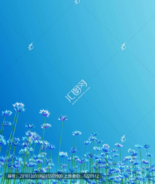 矢車菊