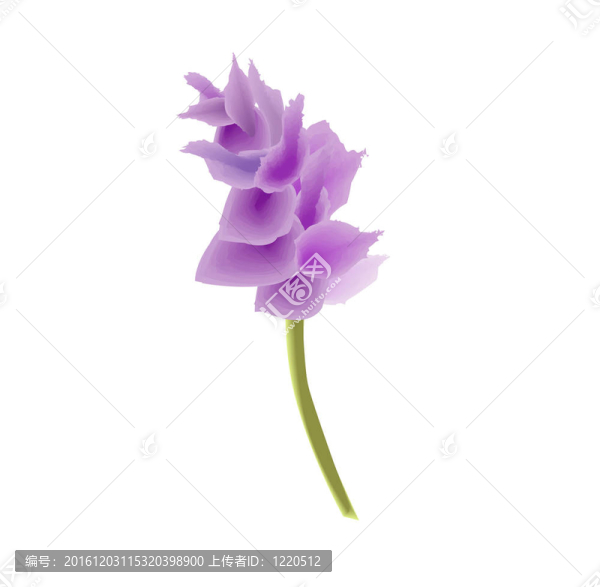 紫色粉紅異國(guó)蘭花