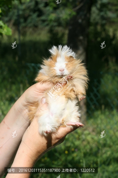 豚鼠