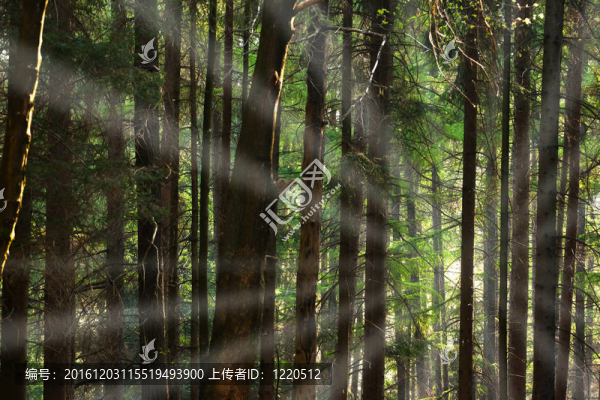 針葉林
