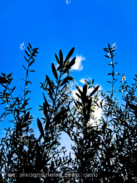 橄欖枝與背景天空