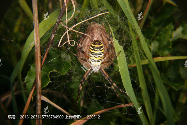 黃蜂蜘蛛（Argiope,bruennichi）