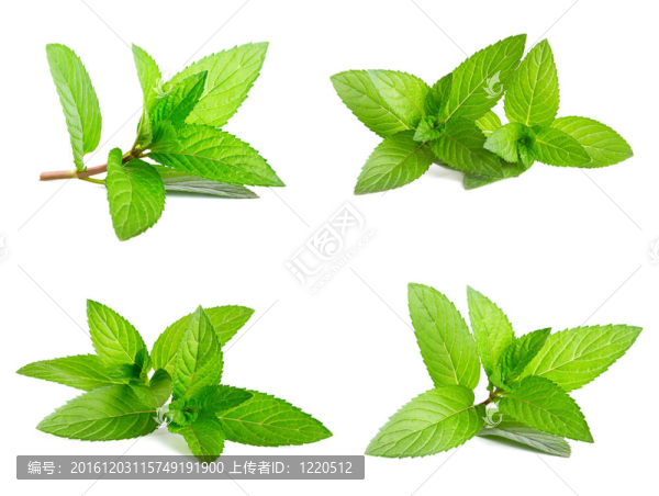 白鮮綠薄荷