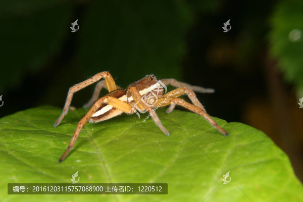 筏蜘蛛（Dolomedes,fimbriatus）