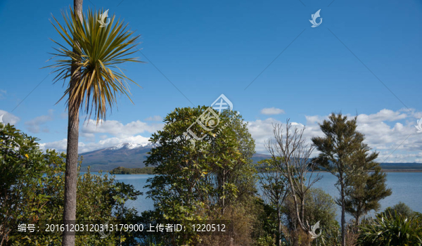 布什；湖光山色；新zeala