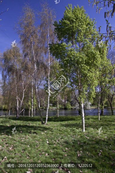 公園景觀。