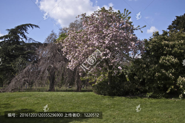 公園景觀。