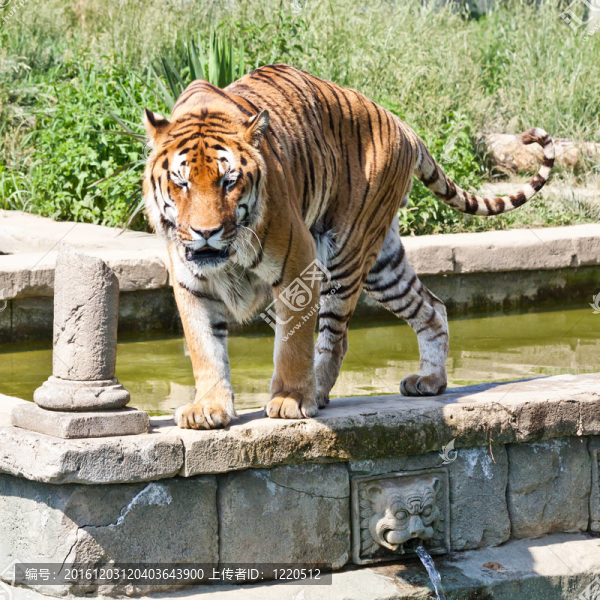 走虎（Panthera,Tigris）