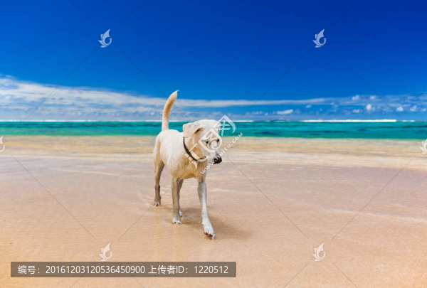 白色的大狗在一個驚人的熱帶海灘