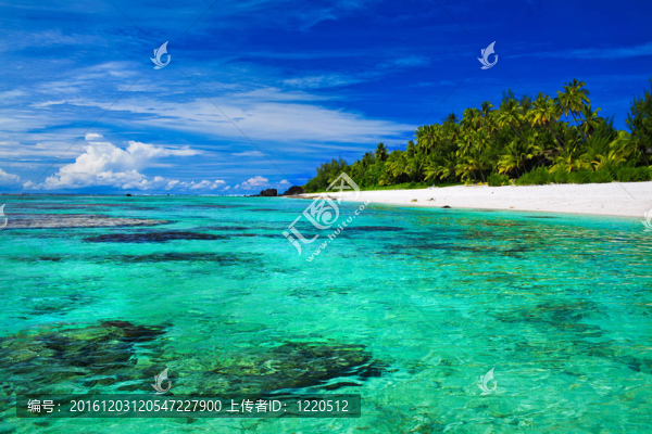 理想的浮潛海灘與珊瑚和棕櫚樹