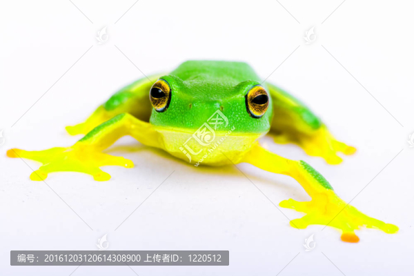 白色背景下的小青蛙