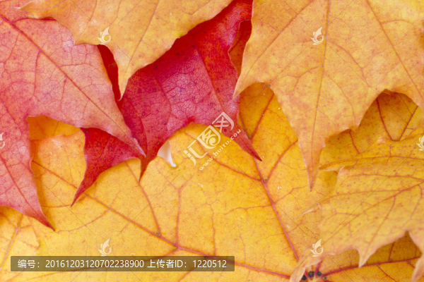 紅色楓葉背景