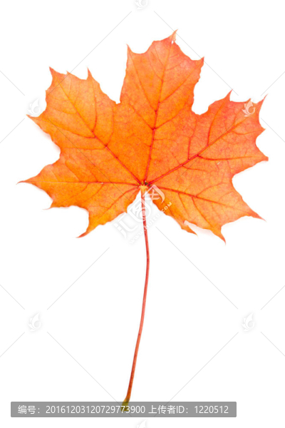 秋天的紅楓葉