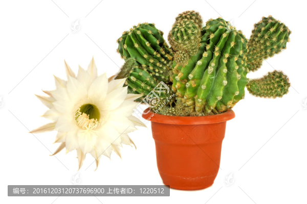 白色花仙人掌