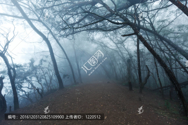 霧霧恐怖森林