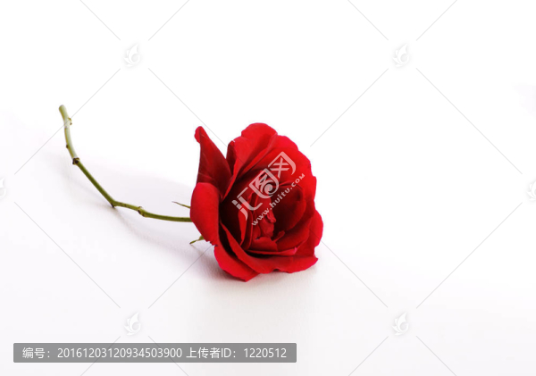 單一的紅玫瑰