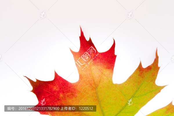 多色紅橡木葉