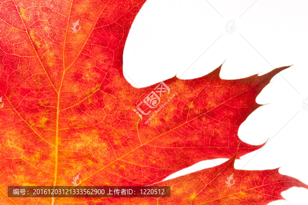 秋天的紅橡樹葉