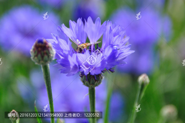 一只蜜蜂坐在紫色的花朵上吮吸花蜜