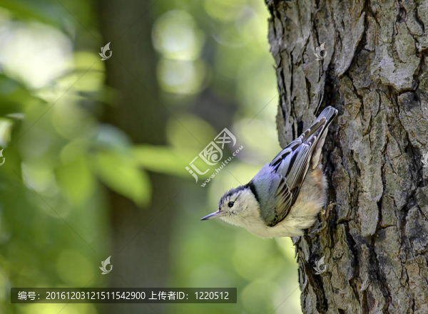 奇怪的鳥