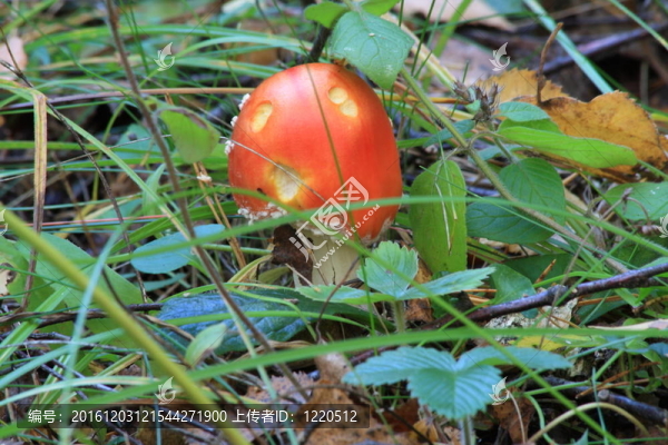 鵝膏菌。