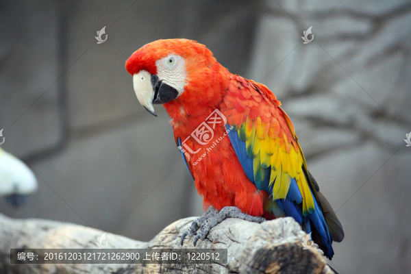 紅色澳門（ARA澳門）